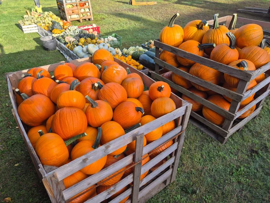 Dynie Halloween Jadalne Ozdobne Duży wybór – zdjęcie 3