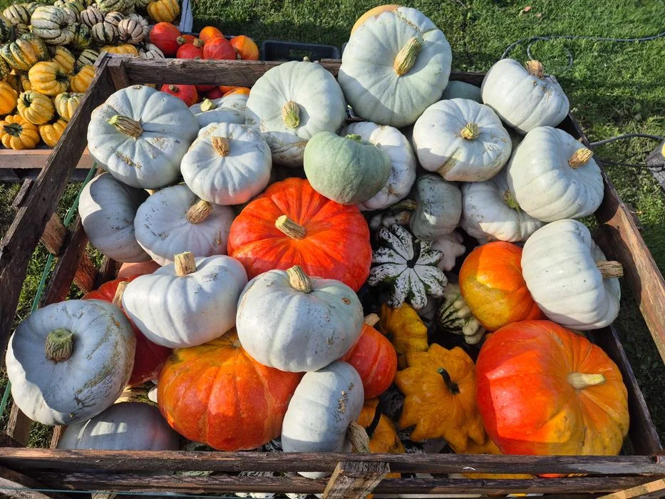 Dynie Halloween Jadalne Ozdobne Duży wybór – zdjęcie 2