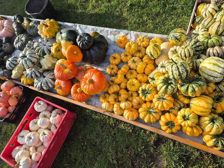 Dynie Halloween Jadalne Ozdobne Duży wybór – zdjęcie 5