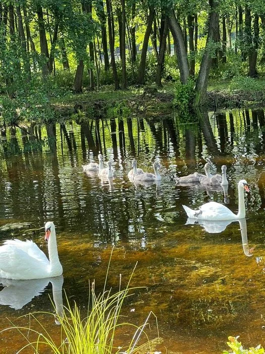 Agroturystyka, domek do wynajęcia całoroczny , klimatyzowany – zdjęcie 11