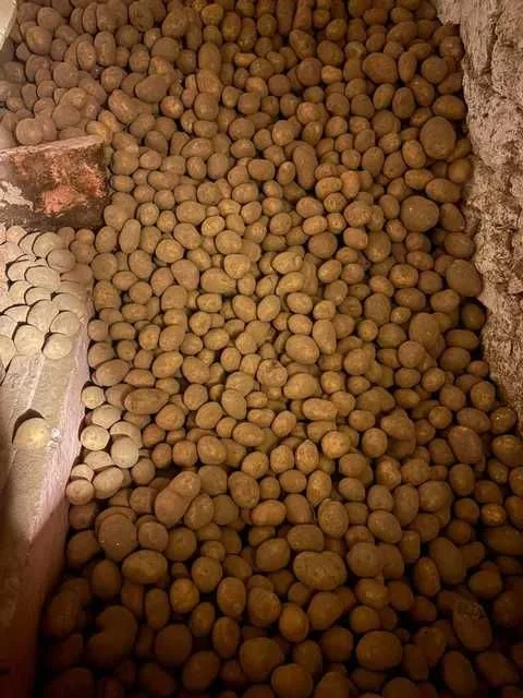 ziemniaki soraja i belarosa – zdjęcie 2