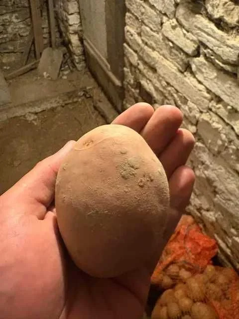 ziemniaki soraja i belarosa – zdjęcie 3