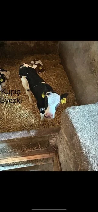 Byczki cielaczki