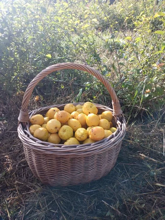 Pigwowiec japonski 5 kg – zdjęcie 2