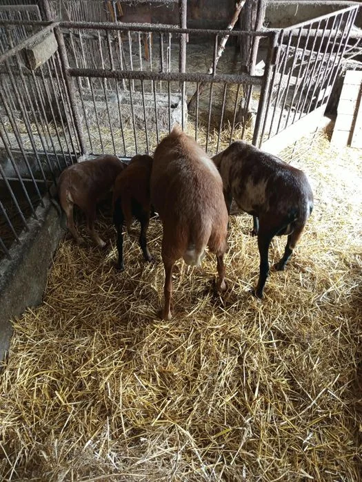 Sprzedam owce kameruńskie – zdjęcie 2