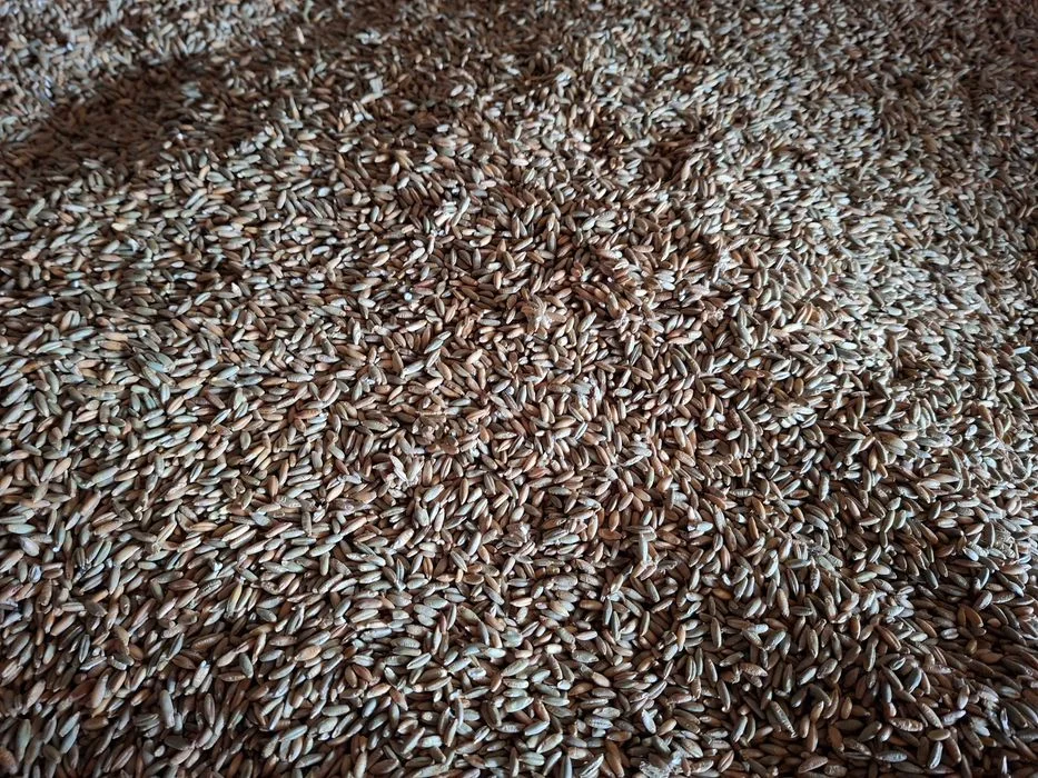 Ostropest plamisty 26 kg – zdjęcie 2