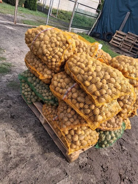 Ziemniaki Odpadowe Paszowe !