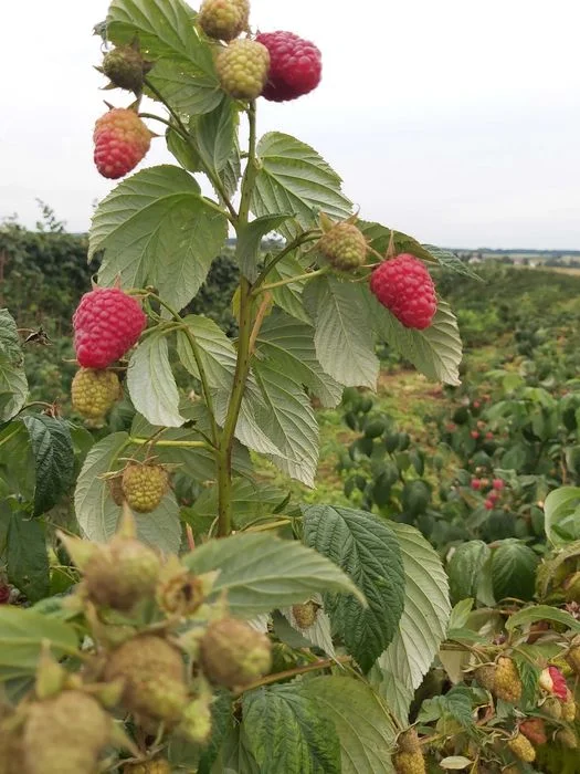 Sadzonki maliny jesiennej Mapema, Pokusa, lubelskie – zdjęcie 2