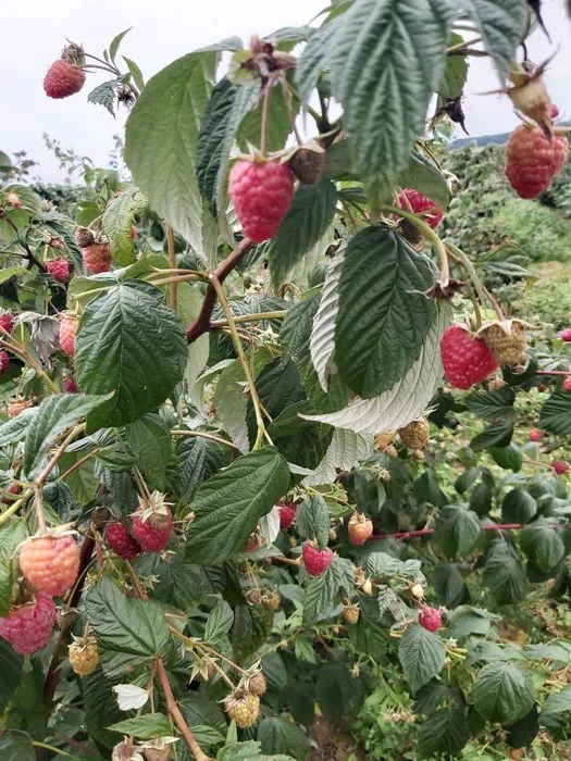 Sadzonki maliny jesiennej Mapema, Pokusa, lubelskie