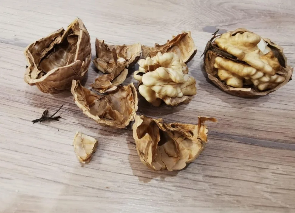 Orzechy włoskie świeże ekologiczne, 15 kg