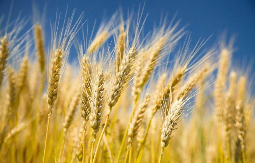 obornik kurzy organiczny-granulowany – zdjęcie 2