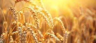 obornik kurzy organiczny-granulowany – zdjęcie 4