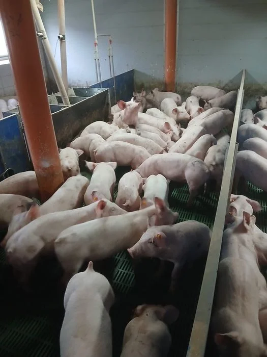 Sprzedam warchlaki 150szt Możliwe mniejsze ilości – zdjęcie 2