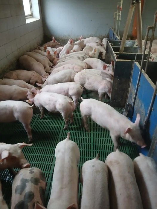 Sprzedam warchlaki 150szt Możliwe mniejsze ilości