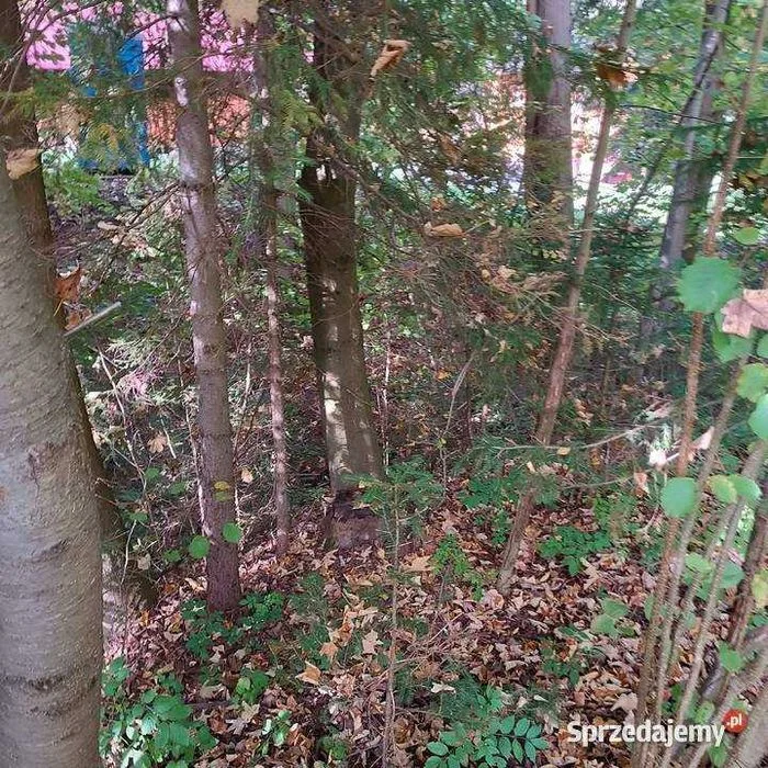 Las na pniu. Drewno do opału, drewno na budowę. – zdjęcie 7
