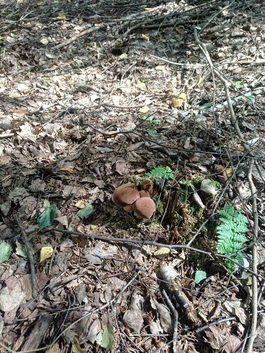 Podgrzybki Atest 18zl/kg – zdjęcie 3