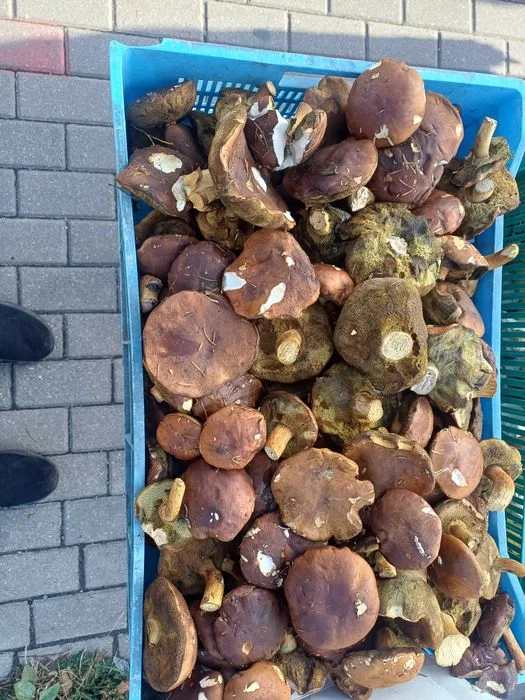 Podgrzybki Atest 18zl/kg – zdjęcie 2