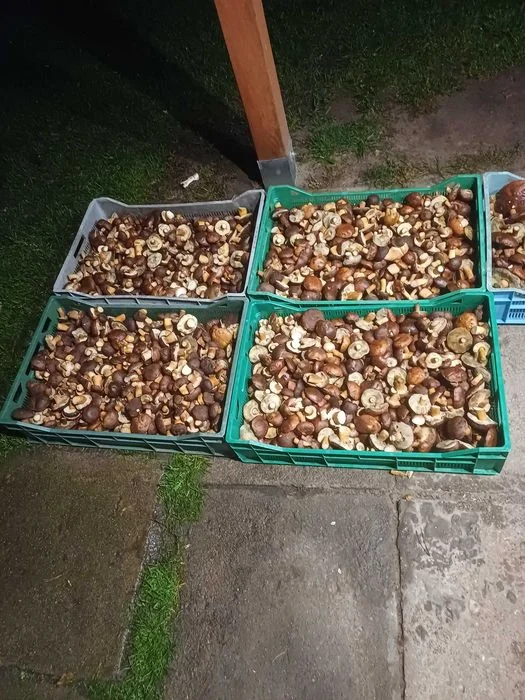 Podgrzybki Atest 18zl/kg – zdjęcie 4