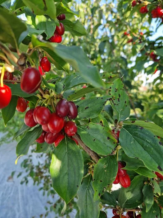 Sprzedam owoce derenia świeże i mrożone