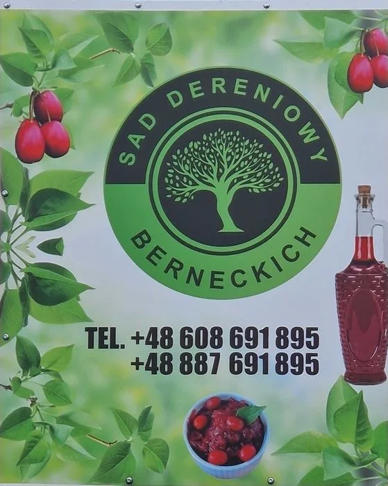 Sprzedam owoce derenia świeże i mrożone – zdjęcie 6