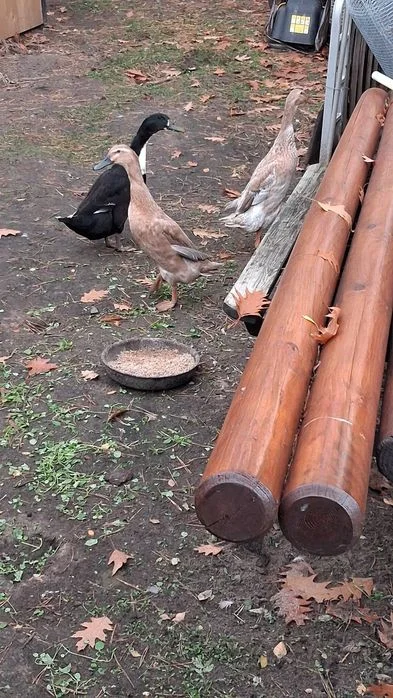 3 kaczki biegusy indyjskie