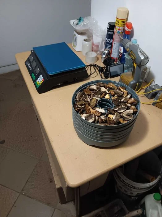 Grzyby suszone podgrzybki, prawdziwki a także mix grzybów! – zdjęcie 3