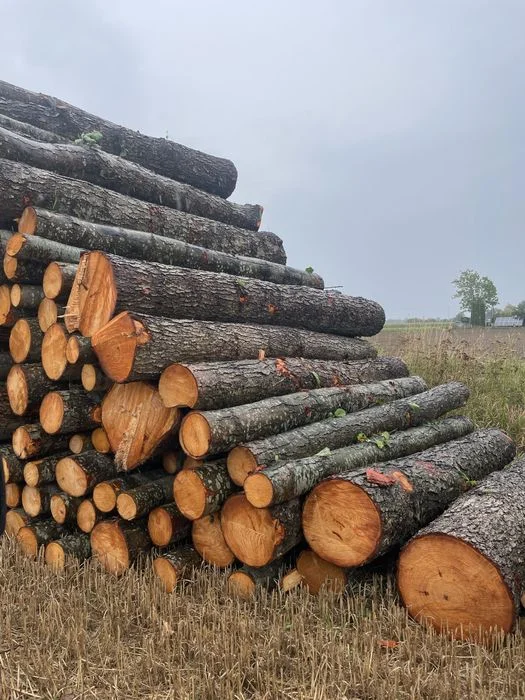 Drewno opałowe metry, wałki – zdjęcie 5