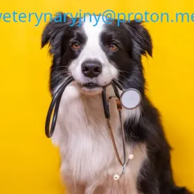 Weterynarium - Sklep weterynaryjny online.