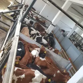 Cielęta bezpośredni Importer. Dostawa 27.04 Gostyń