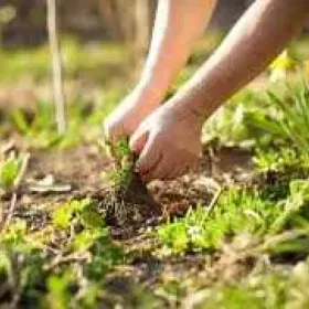 Oferuję pracy ogrodowe