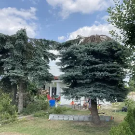 Wycinka przycinka drzew uslugi rembakiem usuwanie korzeni