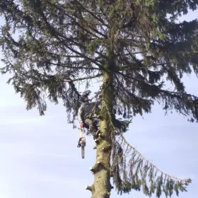 Wycinka i pielęgnacja drzew metodą alpinistyczną