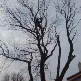 Wycinka, wycinanie, ścinka drzew metodą Alpinistyczną, karczowanie