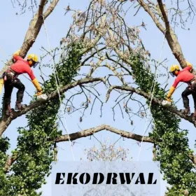 Wycinka drzew i pielęgnacja zieleni