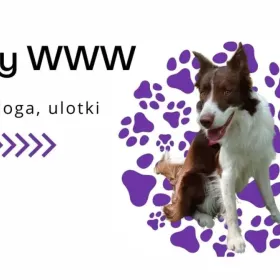 Strony internetowe WWW, Wordpress, Niedroga grafika - loga, ulotki