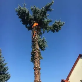 Wycinka drzew, Czyszczenie działek, Wywóz pozostałości