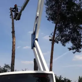 Uslugi Wycinka i piegnacja drzew-rębakowanie czyszczenie działek